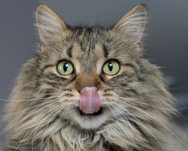 A random cat image