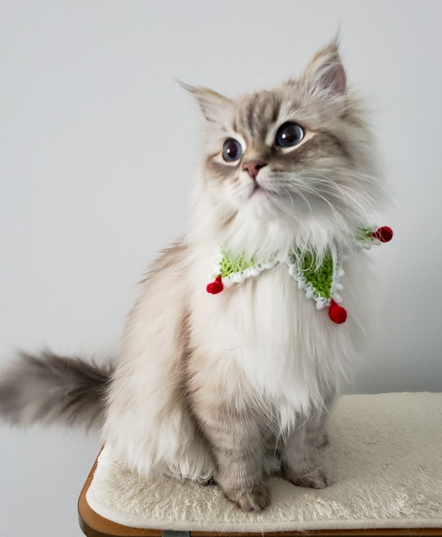 A random cat image