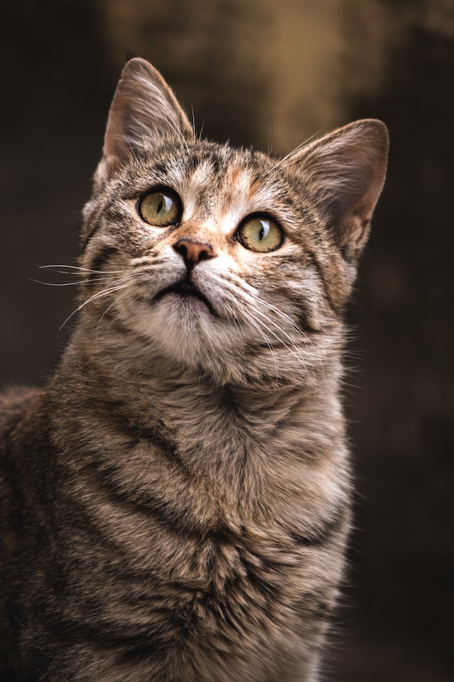 A random cat image